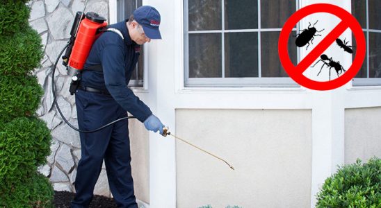 Çamlıhemşin Fare İlaçlama böcek ilaçlama ve haşere kontrolü — ilaclama-tr.com